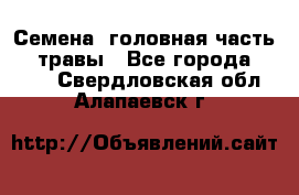 Семена (головная часть))) травы - Все города  »    . Свердловская обл.,Алапаевск г.